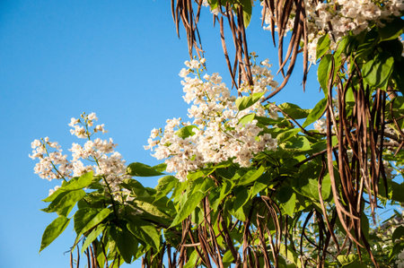Catalpa flowers in hot and sultry summer day