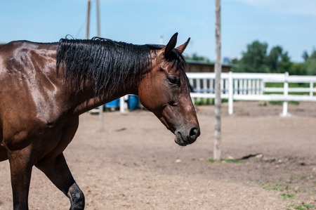 Horse on the farm in hot summer dayの写真素材