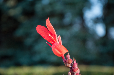 Canna red flower in the summer gardenの写真素材