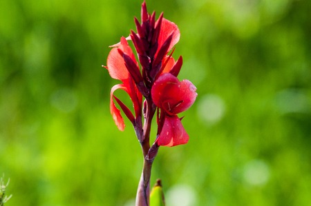 Canna red flower in the summer gardenの写真素材