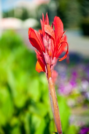 Canna red flower in the summer gardenの写真素材