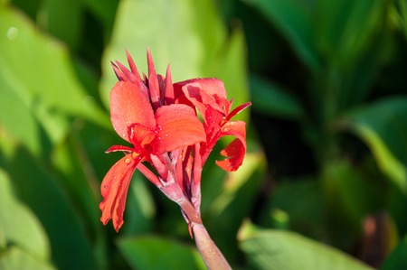 Canna red flower in the summer gardenの写真素材
