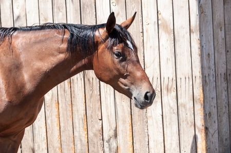 Horses on a farm in summer dayの写真素材