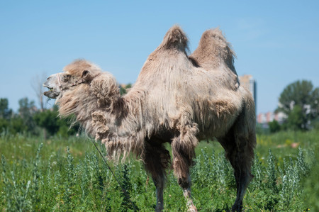 Camel on pasture in hot summer dayの写真素材