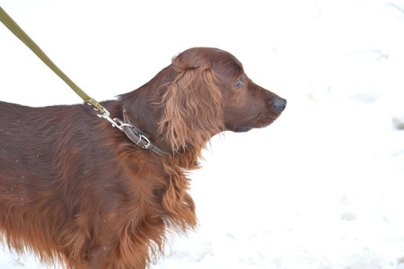 Dog breed Irish Red setter for a walk in a winter morningの写真素材