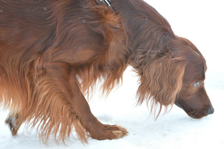 Dog breed Irish Red setter for a walk in a winter morning