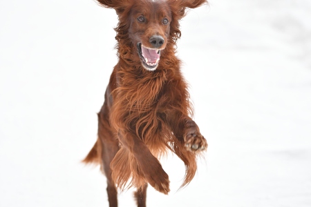 Irish setter dog breed winter walkの写真素材
