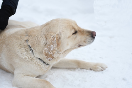 Dog breed Labrador resting on a winter walkの写真素材