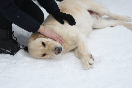 Dog breed Labrador resting on a winter walk