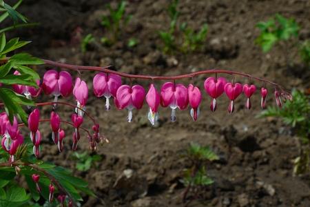 Dicentra gorgeous or flower bleeding hearts in spring morningの写真素材