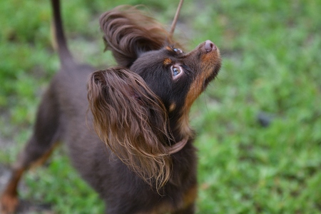 Decorative dog breed Russian toy out and aboutの写真素材