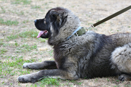 Dog breed Caucasian Shepherd Dog on a walk in the summerの写真素材