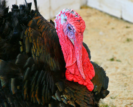 Turkey at the farm in hot summer day