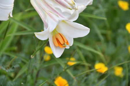 White lily flower (LAT. Lilium candidum) in summer morningの写真素材