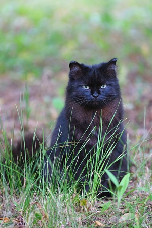 The black cat for a walk in summer morningの写真素材