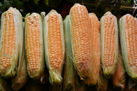 Ripe and fresh corn is sold at the Bazaarの写真素材