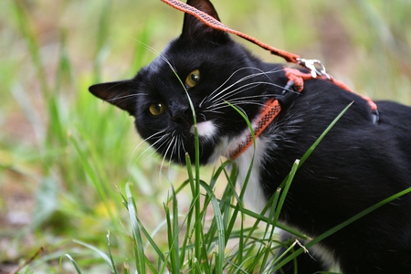 Black and white color cat walking in summerの写真素材