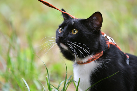 Black and white color cat walking in summerの写真素材