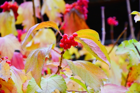 The concept of autumn raindrops and yellowish leavesの写真素材