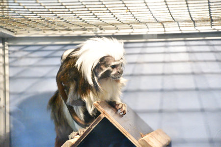 Oedipus Tamarin view igrunkovyh monkeys kind of tamarins 

