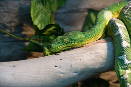Boa constrictor mythology whose function, or green tree Boa (LAT. Corallus caninus) is a species of...