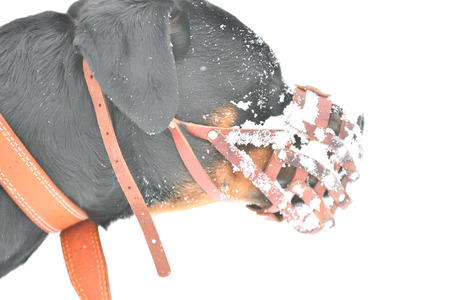 
 Rottweiler and a Spaniel for a walk in the winter

の写真素材