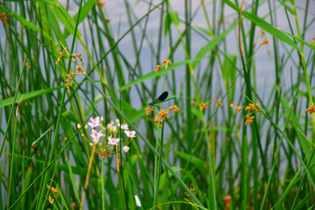 Morning on the River in the summer in cloudy weather