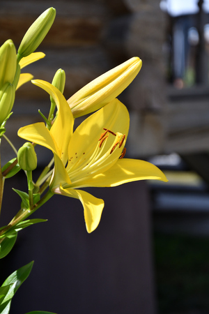 Garden Lily yellow in the summer gardenの写真素材
