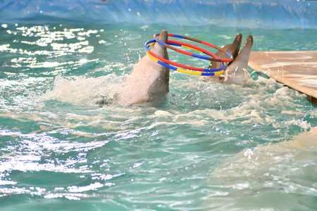 Dolphin performs a exercises with hoop in the indoor poolのeditorial素材