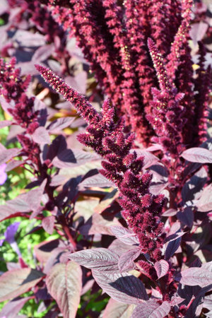 Amaranth flower in the summer garden on a hot day