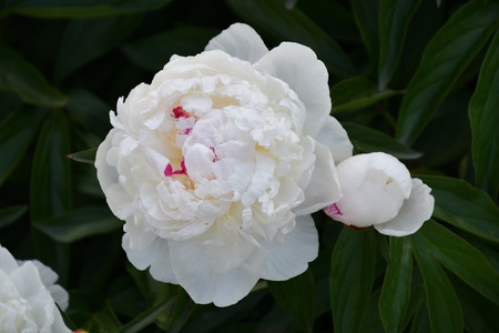 Peony white color in the summer gardenの写真素材