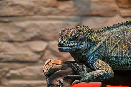 Frilled lizard  lizard from the family Agamids genus Chlamydosaurusの写真素材