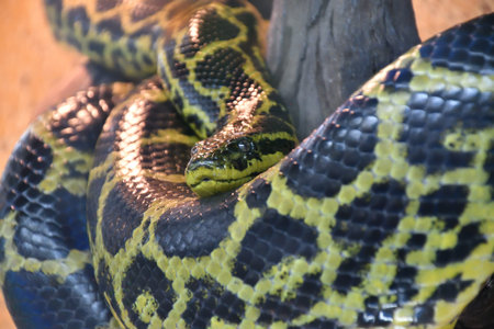Eunectes notaeus (South Anaconda, or yellow Anaconda) In the terrarium