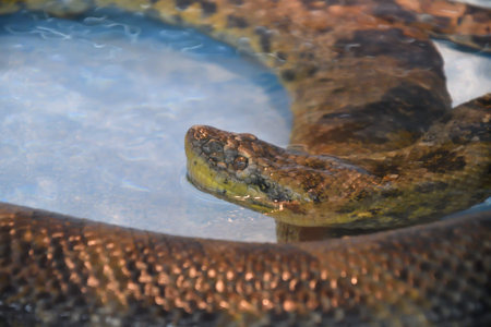Giant Anaconda or ordinary Anaconda (LAT. Eunectes murinus) In the terrarium