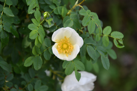 White flowers of wild rose in the spring forestの写真素材