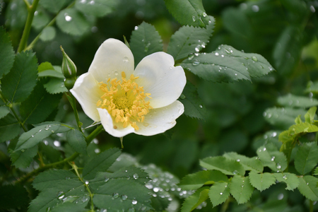 White flowers of wild rose in the spring forestの写真素材