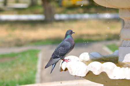 Dove drinks water from the fountain summer dayの写真素材