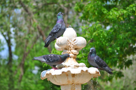 Dove drinks water from the fountain summer day