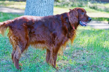 Dog breed Irish Red setter on a walk in the summer morningの写真素材