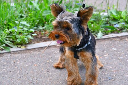 Dog breed Yorkshire Terrier on a walk in the summer morningの写真素材