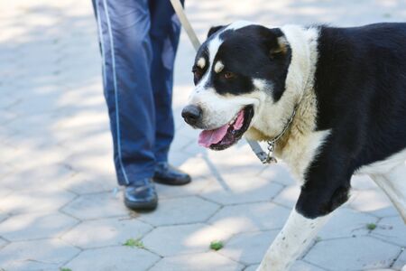 Dog breeds of alabai on a walk in the summer morningの写真素材