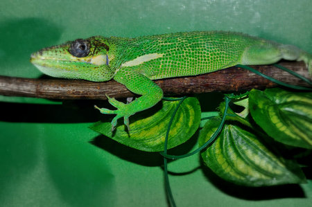 Knight Anole (LAT. Anolis equestris) is one of the species anolisov