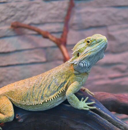 Bearded agama (Lat. Pogona barbata) is a species of agam lizardの写真素材