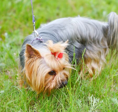 Dog breed Yorkshire Terrier on a walk on a summer dayの写真素材
