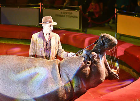 Orenburg, Russia - October 12, 2019: Trainer and hippopotamus in the circus arenaのeditorial素材