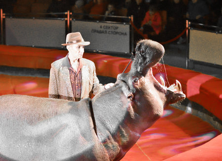 Orenburg, Russia - October 12, 2019: Trainer and hippopotamus in the circus arena