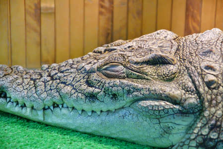 Nile crocodile (Lat. Crocodylus niloticusis) a large reptile family of real crocodilesの写真素材