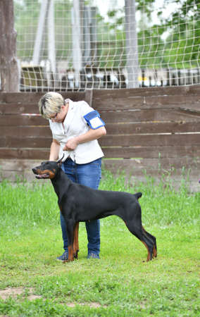 Orenburg, Russia - June 11, 2017: A girl is training a Dog of the Doberman breedのeditorial素材