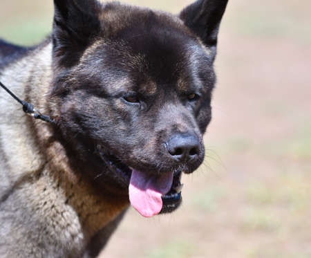 Dog breed American Akita on a walk in the summerの写真素材