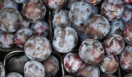 Ripe plum of the new harvest is sold in the bazaar